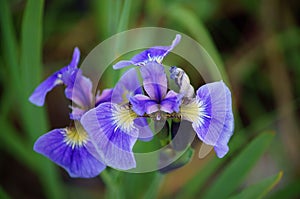 Blue Wild Iris (Iris Setosa)