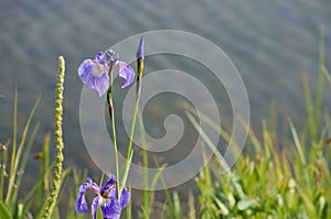 Blue Wild Iris (Iris Setosa)