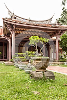 Bonsai trees in row outside temple