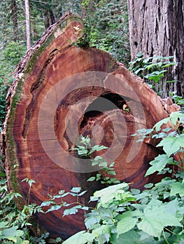 California Redwood Trees