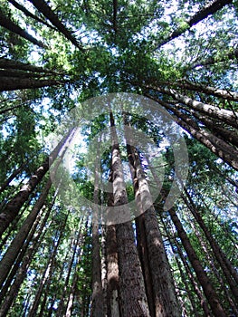 California Redwood Trees