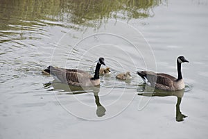 Canada Goose (Branta canadensis)