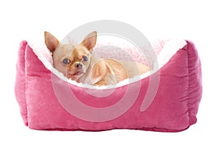 Chihuahua and dog bed