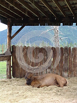 Elk resting in stall