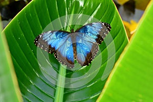 Female Blue Morpho Butterfly