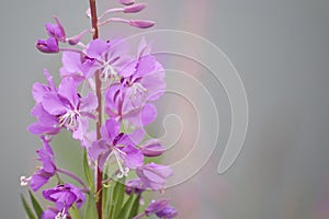 Fireweed (Epilobium angustifolium)