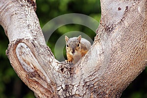 Gray Squirrel Tree Staring