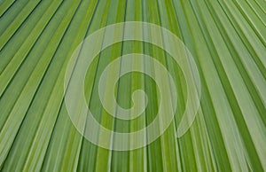 Green Leaf Pattern 01