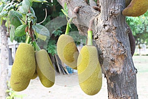 Jackfruit