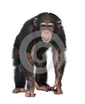 Junger Schimpanse, der die Kamera - Simia tro betrachtet