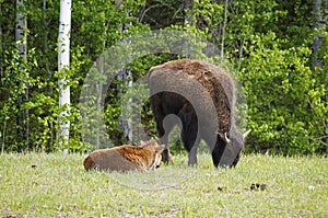 North American Wood Bison