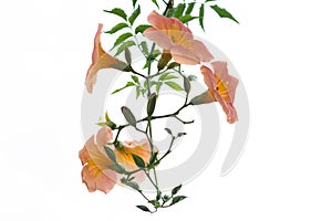 Orange flower with green leaves isolated