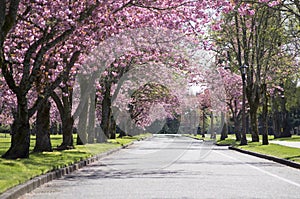 Pink Blossom tree road