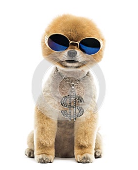 Pomeranian dog sitting, wearing dollar necklace and blue sunglas