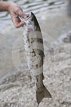 Rainbow Trout (Oncorhynchus mykiss) Reflections Lake Palmer Alaska