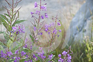 Rosebay Willow-herb Fireweed (Chamerion angustifolium)