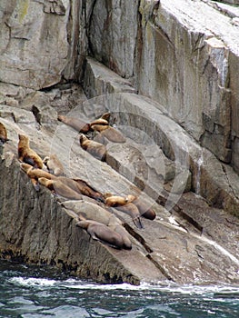 Sea lions on rock