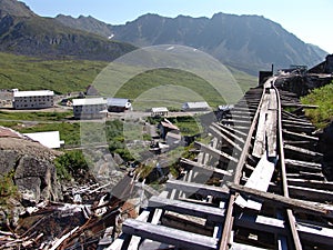 Black-Capped Chickadee Small bird in tree