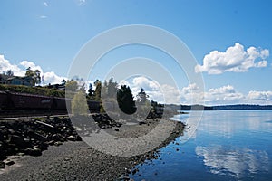 Black-Capped Chickadee Small bird in tree