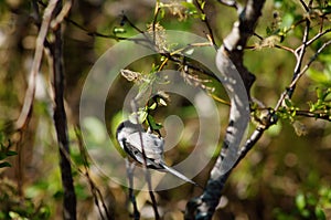 Black-Capped Chickadee Small bird in tree
