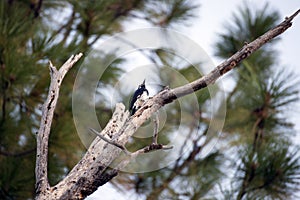 Black-Capped Chickadee Small bird in tree