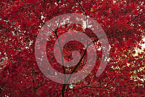 Black-Capped Chickadee Small bird in tree