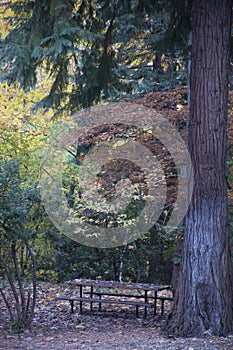 Black-Capped Chickadee Small bird in tree