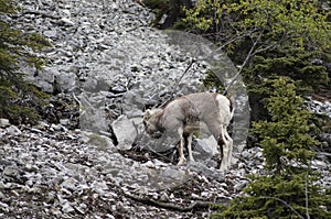 Stone Sheep Alaska Highway Canada