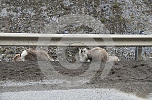 Stone Sheep Alaska Highway Canada