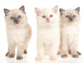 3 Ragdoll Kittens On White Bac...