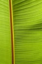 Abstract Image Of Green Palm L...