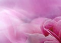 Abstract Rose