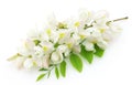 Acacia Flowers