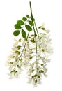 Acacia Flowers