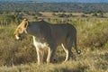 Addo Love Object