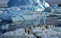 Adelie Penguins on Ice, Antarctica