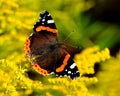 Daily Admiral butterfly Vanessa atalanta