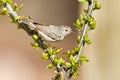 Adult Lucy's Warbler