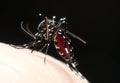 Aedes Mosquito Sucking Blood