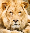 African Lion