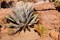 Agave and Sabra prickly pear cactus