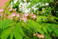 Albizia tree detail julibrissin persian silk Stock Photos