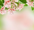 Alstroemeria Flowers On Spring...