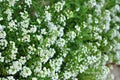 Alyssum Flowers