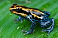 Amazon dart frog