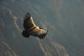 Andean Condor