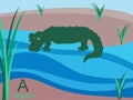 Animal Alphabet Flash Card, A ...