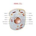 Animal Cell