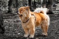 Animal Dog Pets Chow