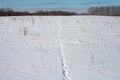 Animal Footprints In Snow.